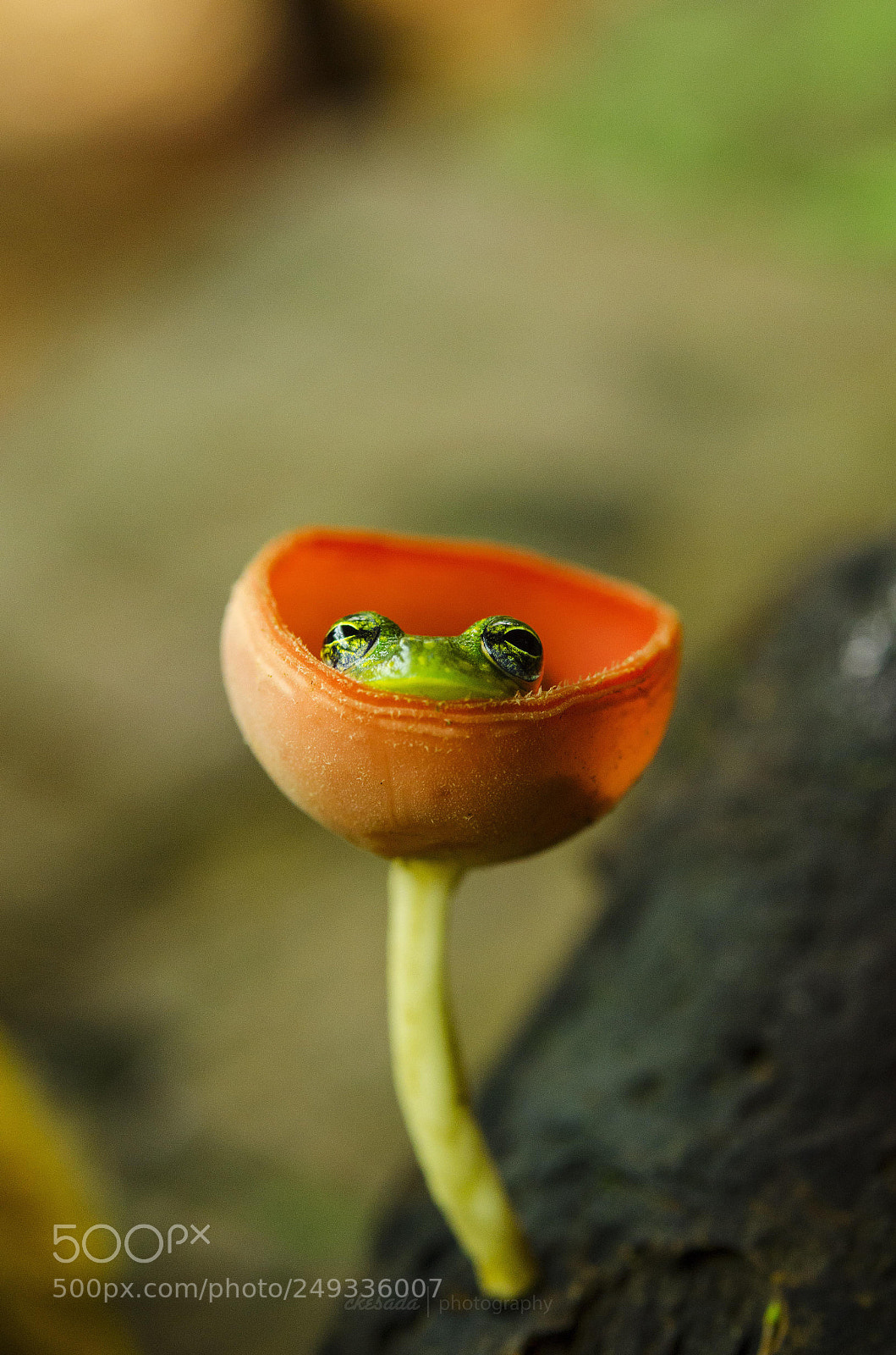 Nikon D5100 sample photo. Some of the costa photography