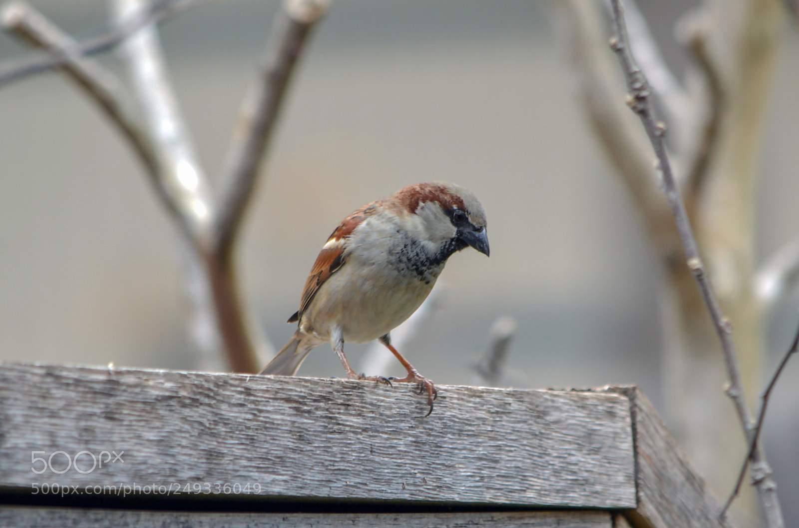 Nikon D3200 sample photo. The waiting game photography