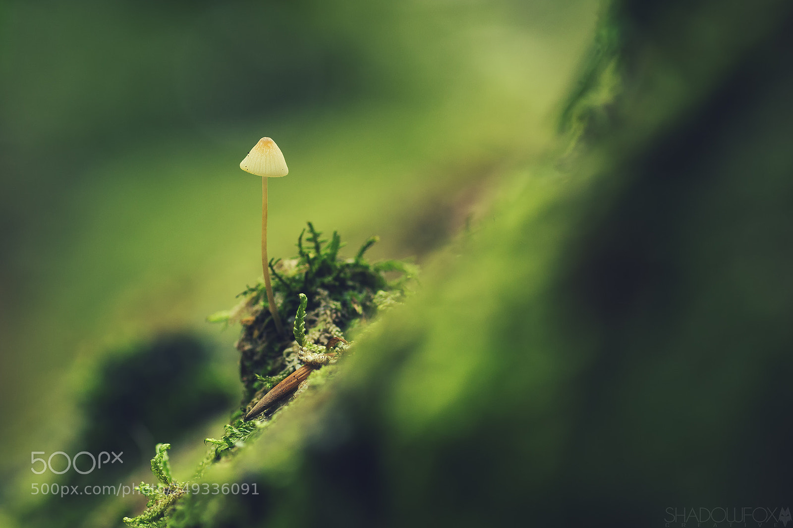 Canon EOS 700D (EOS Rebel T5i / EOS Kiss X7i) sample photo. Fungi 2018-5 photography