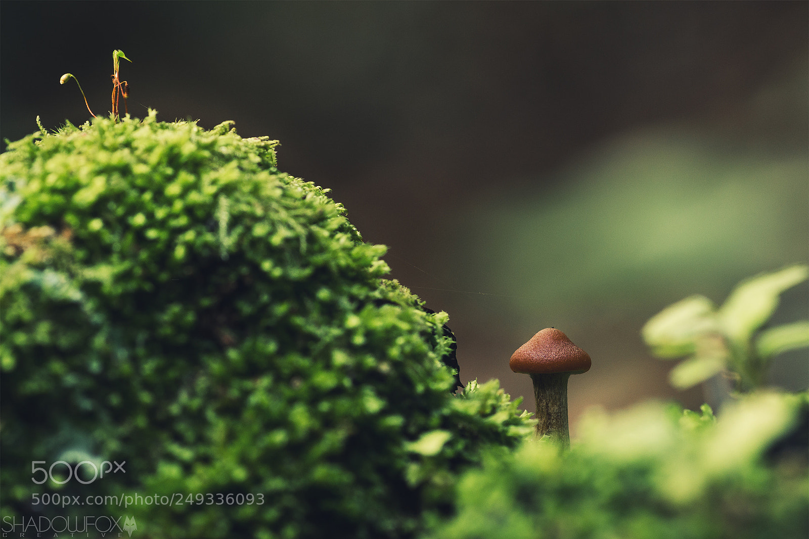 Canon EOS 700D (EOS Rebel T5i / EOS Kiss X7i) sample photo. Fungi 2018-6 photography