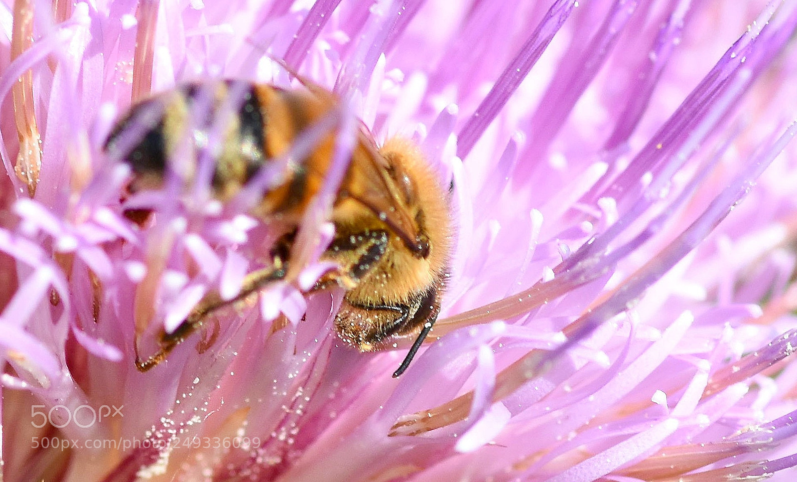 Nikon D7200 sample photo. Bee in the thistle photography
