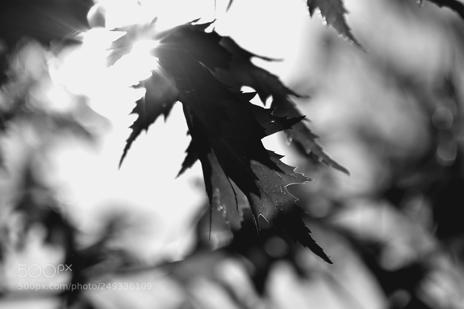 Nikon D7100 sample photo. Les ombres et la photography