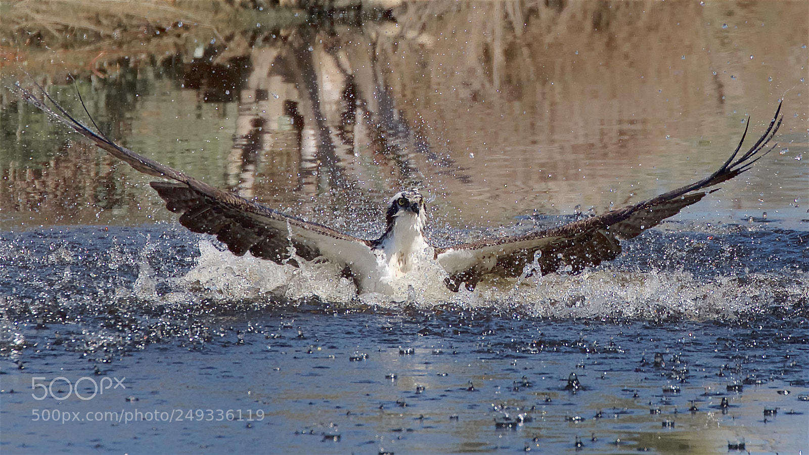 Canon EOS 7D sample photo. Osprey diving for fish photography