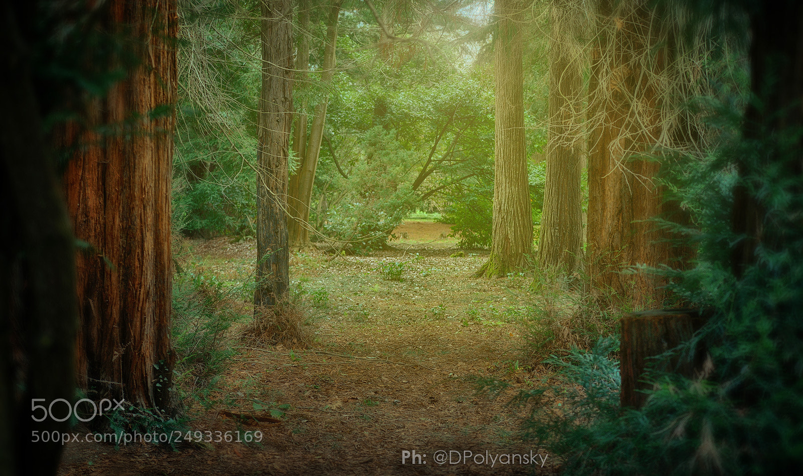 Nikon D600 sample photo. Forest of magic photography