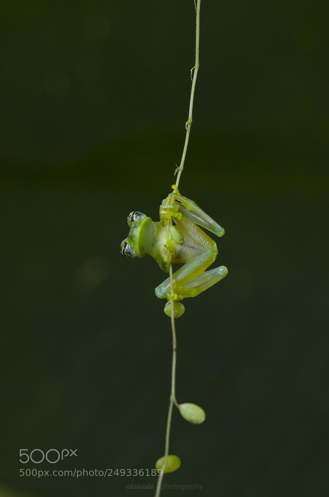 Nikon D5100 sample photo. Some of the costa photography