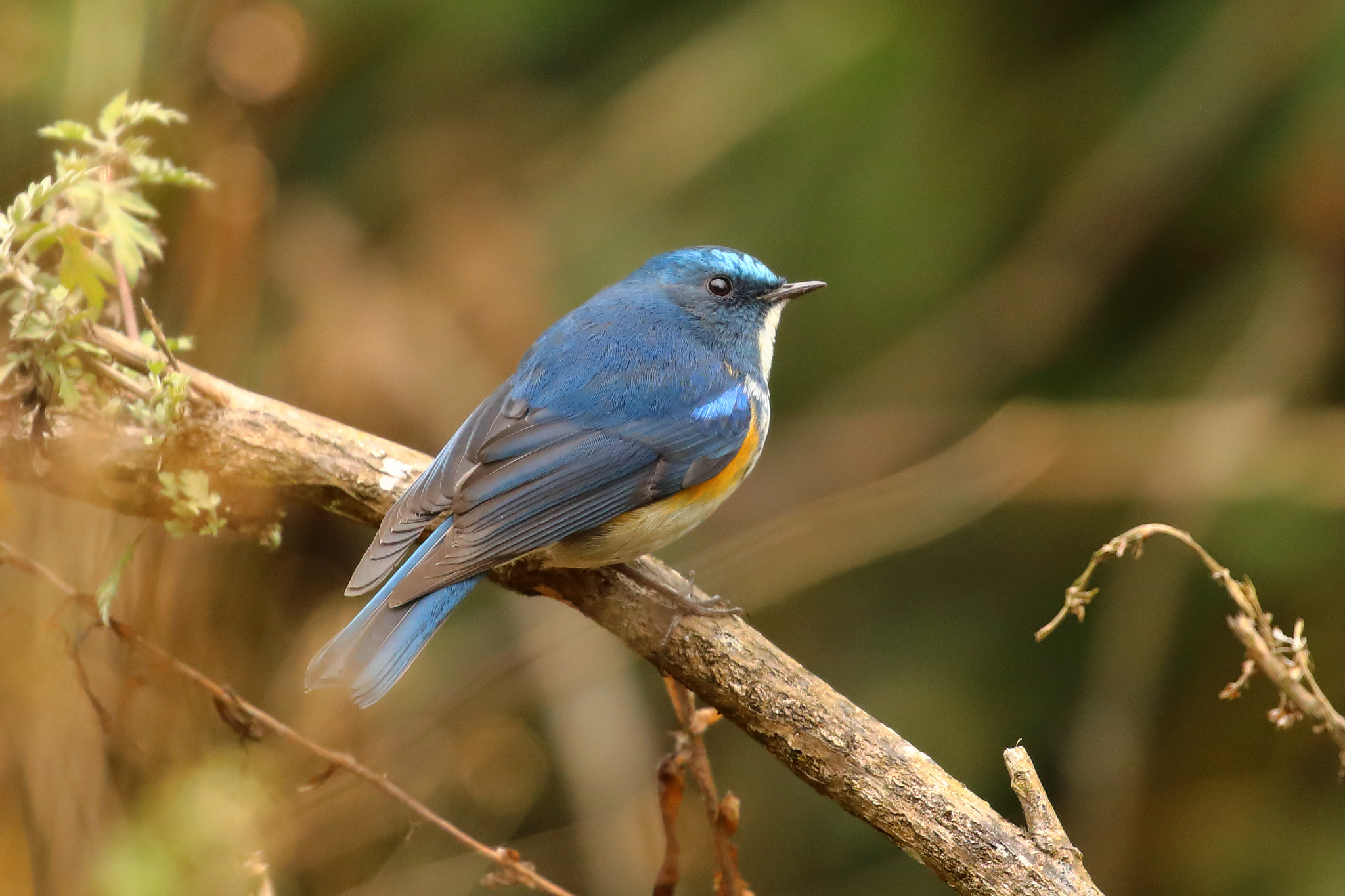Canon EOS 5D Mark IV sample photo. Eaglenest bird sanctuary, india photography