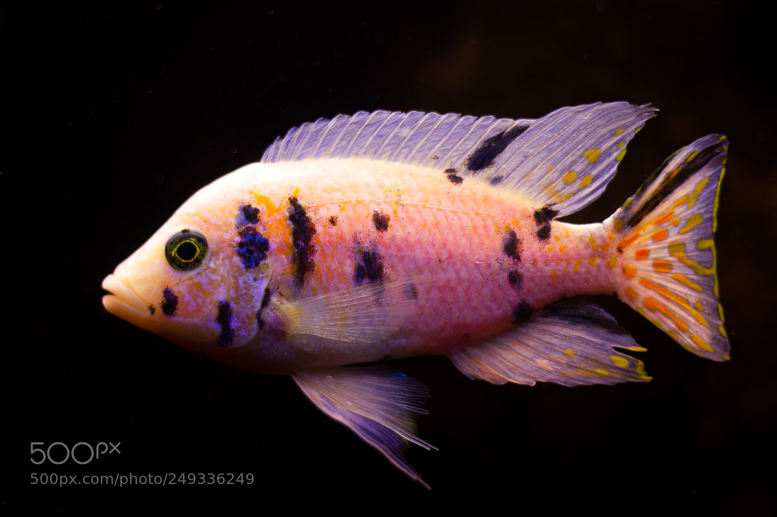 Canon EOS 600D (Rebel EOS T3i / EOS Kiss X5) sample photo. Marmelade cat malawi photography