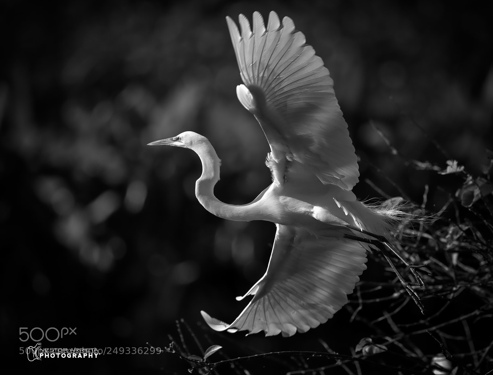 Canon EOS-1D X Mark II sample photo. Taking off photography