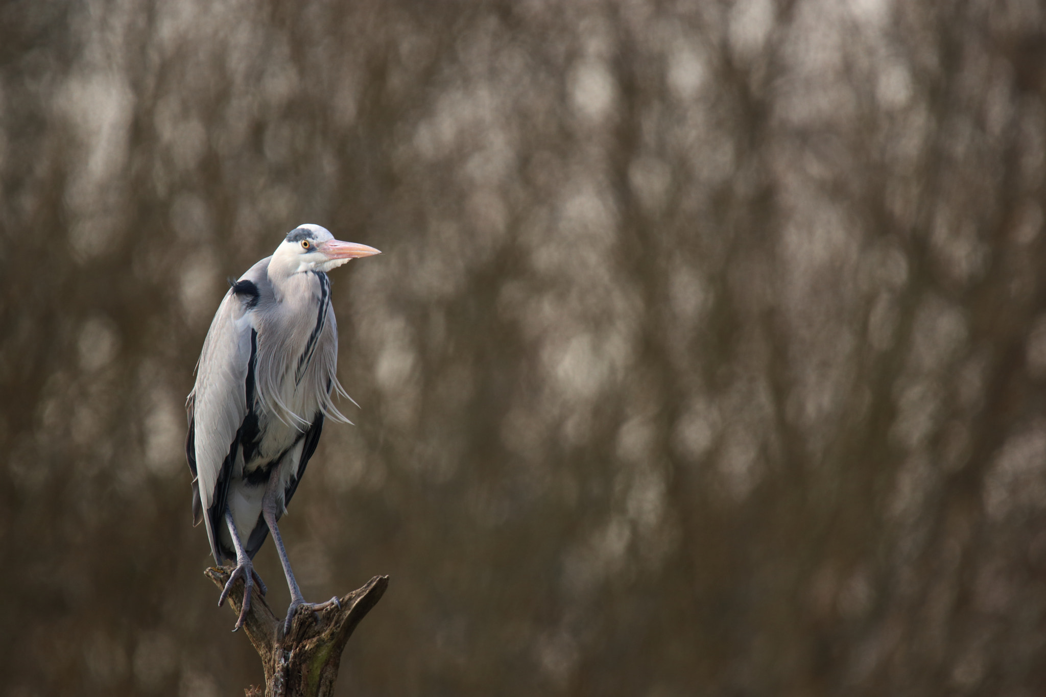 Canon EOS 80D sample photo. Heron cendré photography