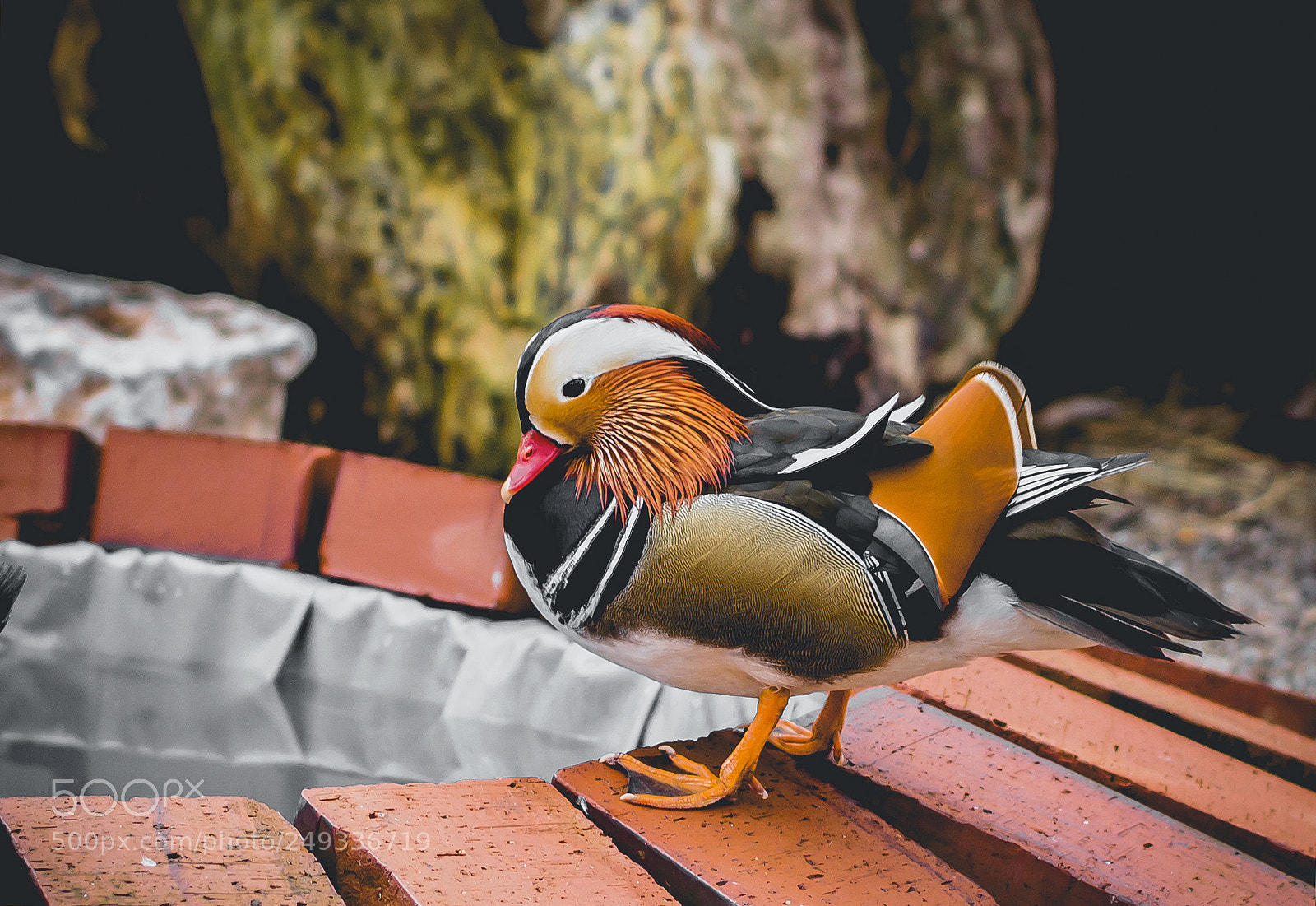 Nikon D3200 sample photo. Duck colors! photography