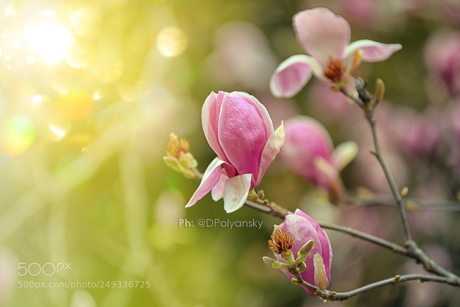 Nikon D600 sample photo. Blooming magnolia. photography