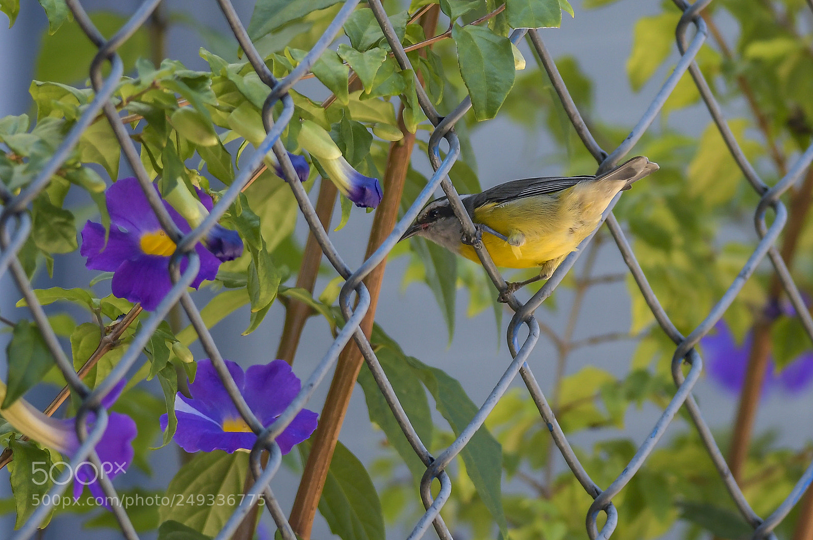Nikon D500 sample photo. Coereba flaveola, linnaeus photography