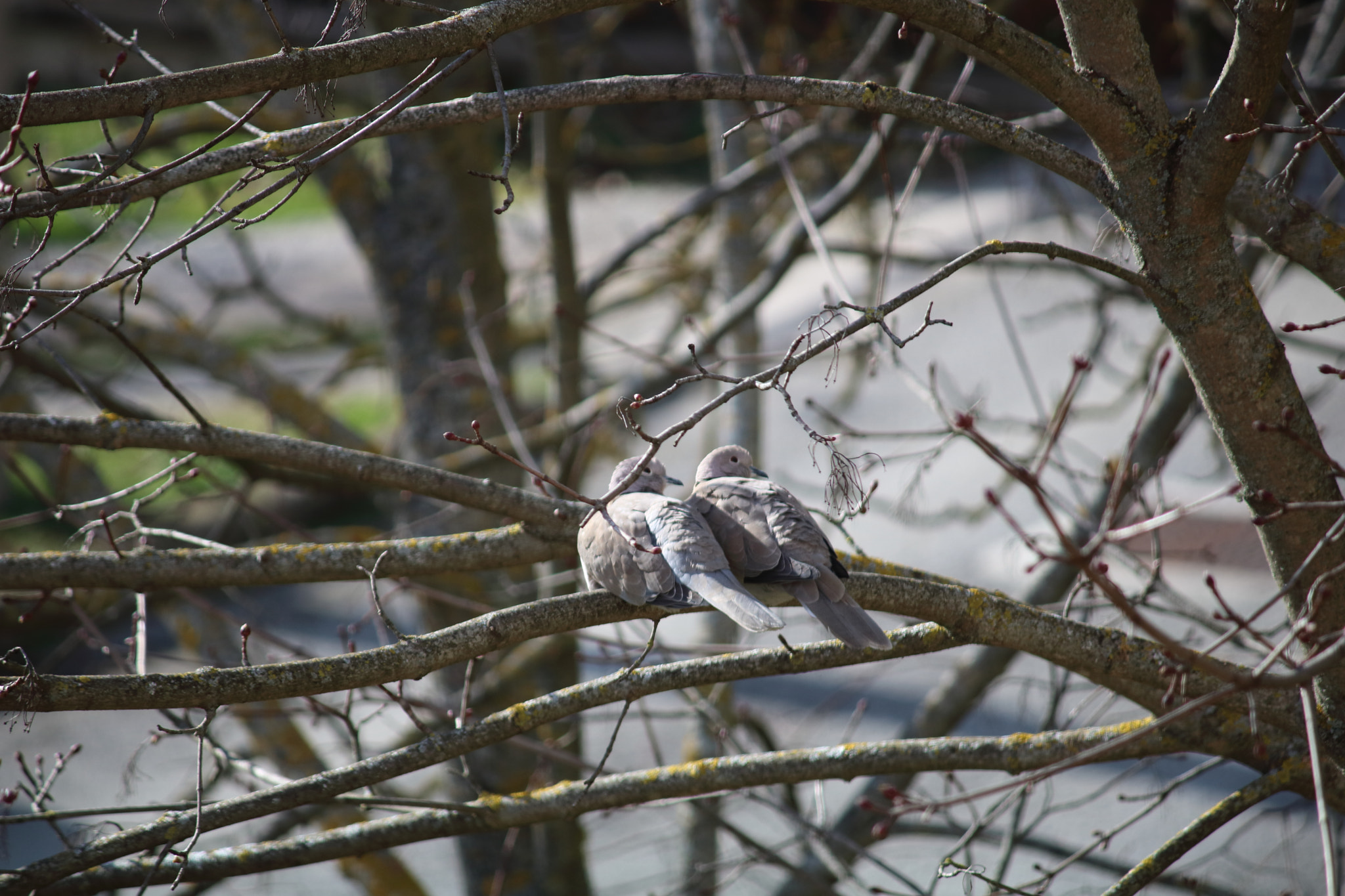 Canon EF-S 55-250mm F4-5.6 IS sample photo