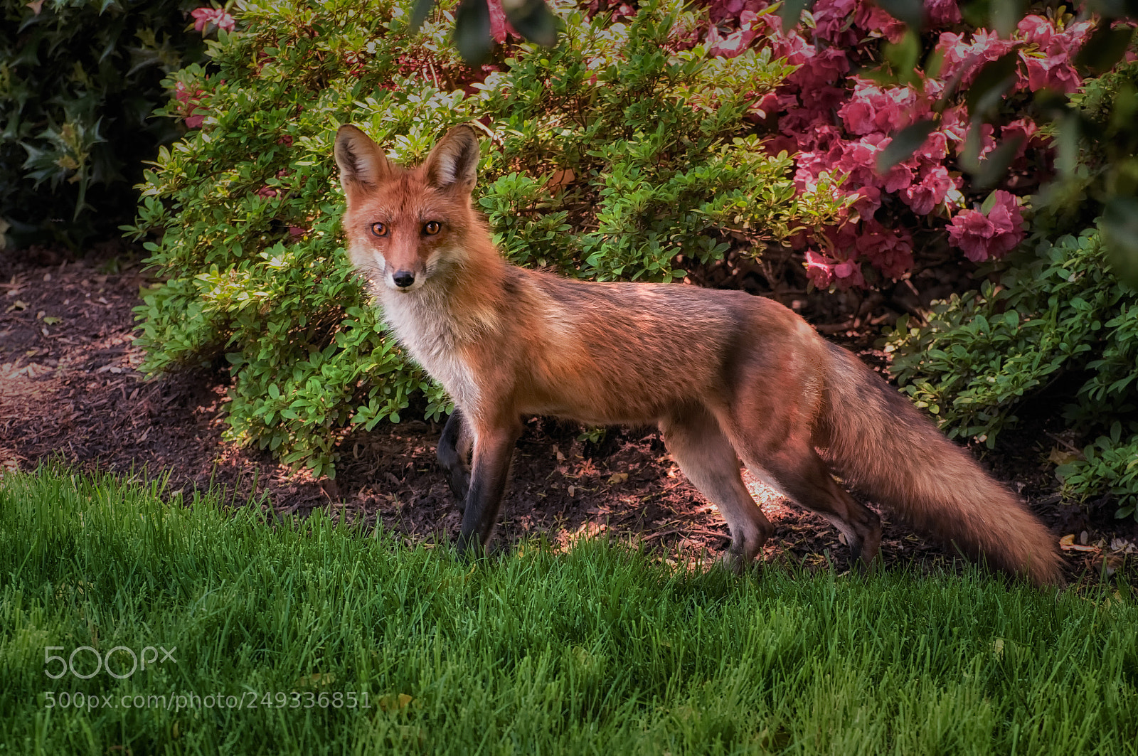 Nikon D90 sample photo. Fox photography