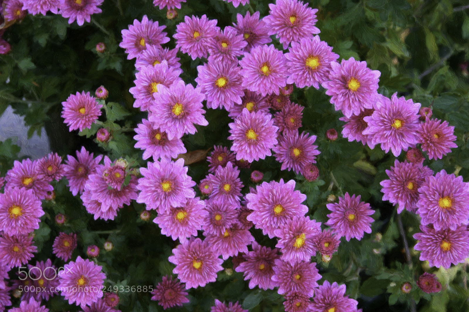 Canon EOS 300D (EOS Digital Rebel / EOS Kiss Digital) sample photo. Purple flowers photography