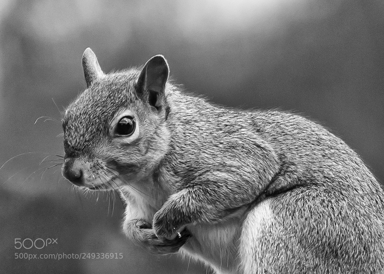 Nikon D7200 sample photo. Squirrel photography