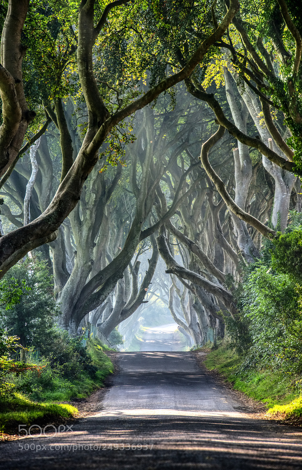 Nikon D800 sample photo. Dark hedges new edit photography