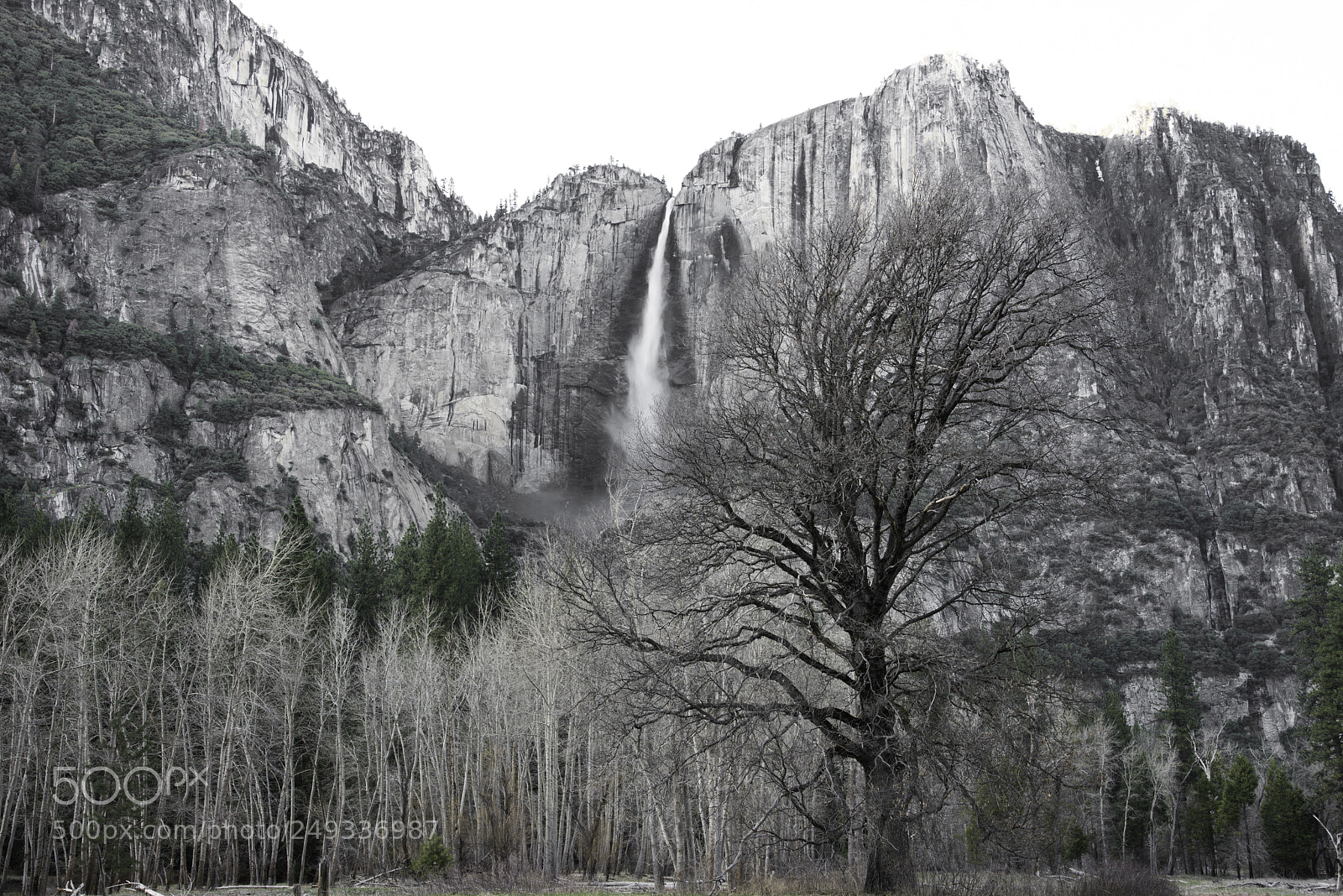 Nikon D800 sample photo. Yosemitetree photography