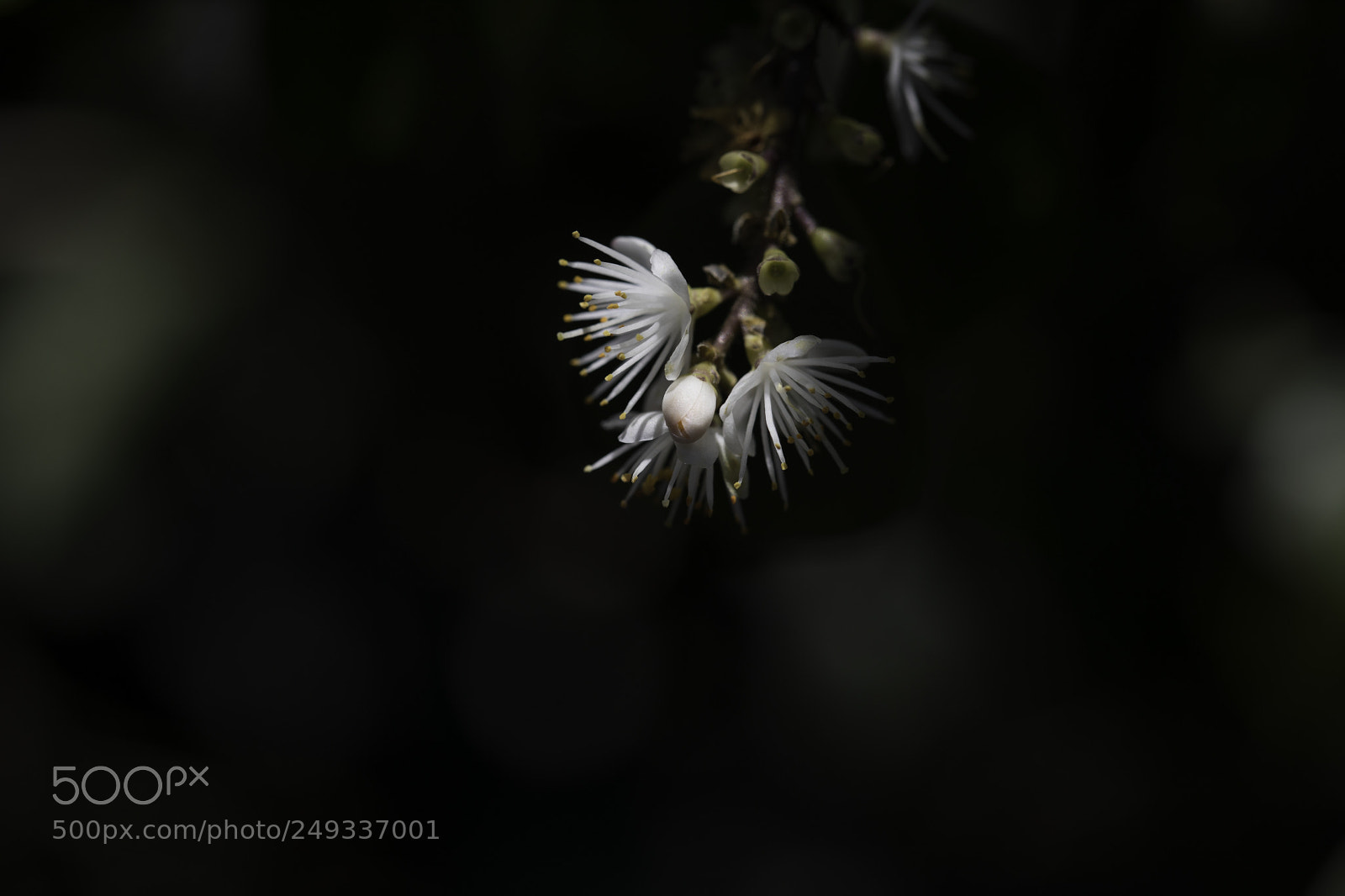 Canon EOS 5D Mark IV sample photo. 山矾花 photography