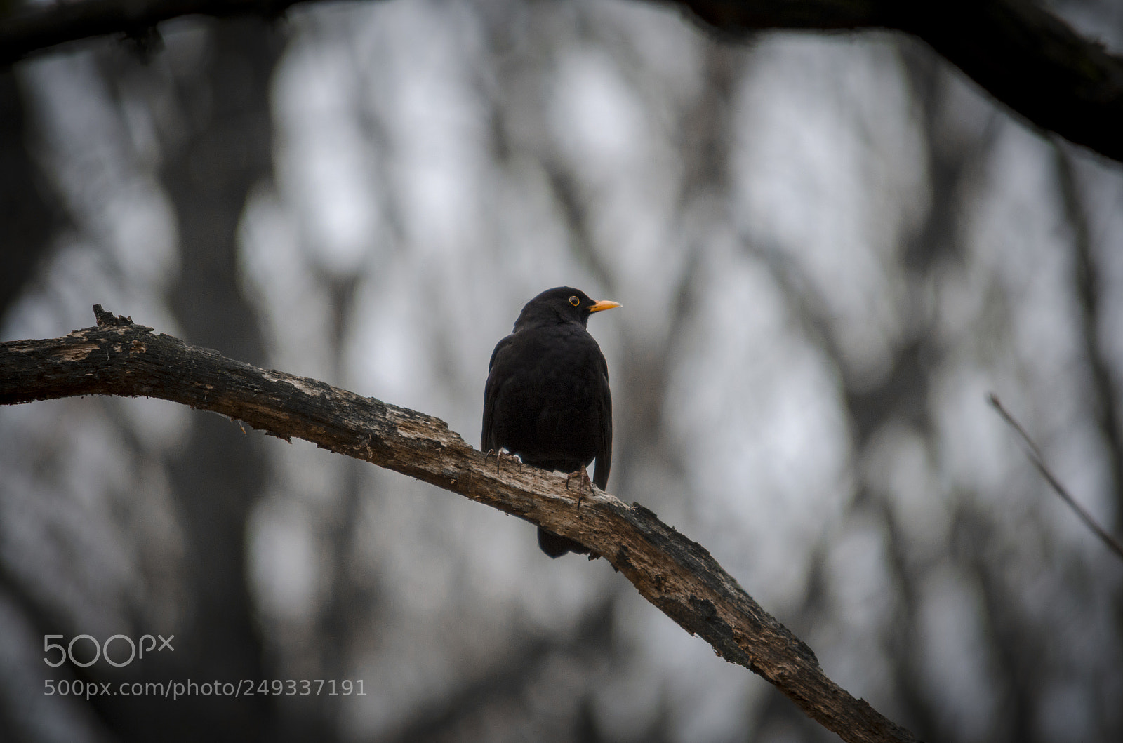 Nikon D5100 sample photo. Blackbird photography