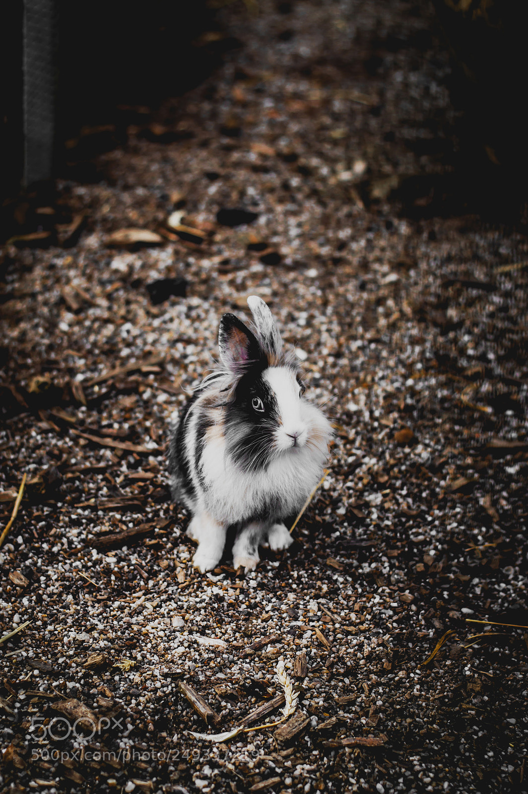 Nikon D3200 sample photo. Bunny! photography