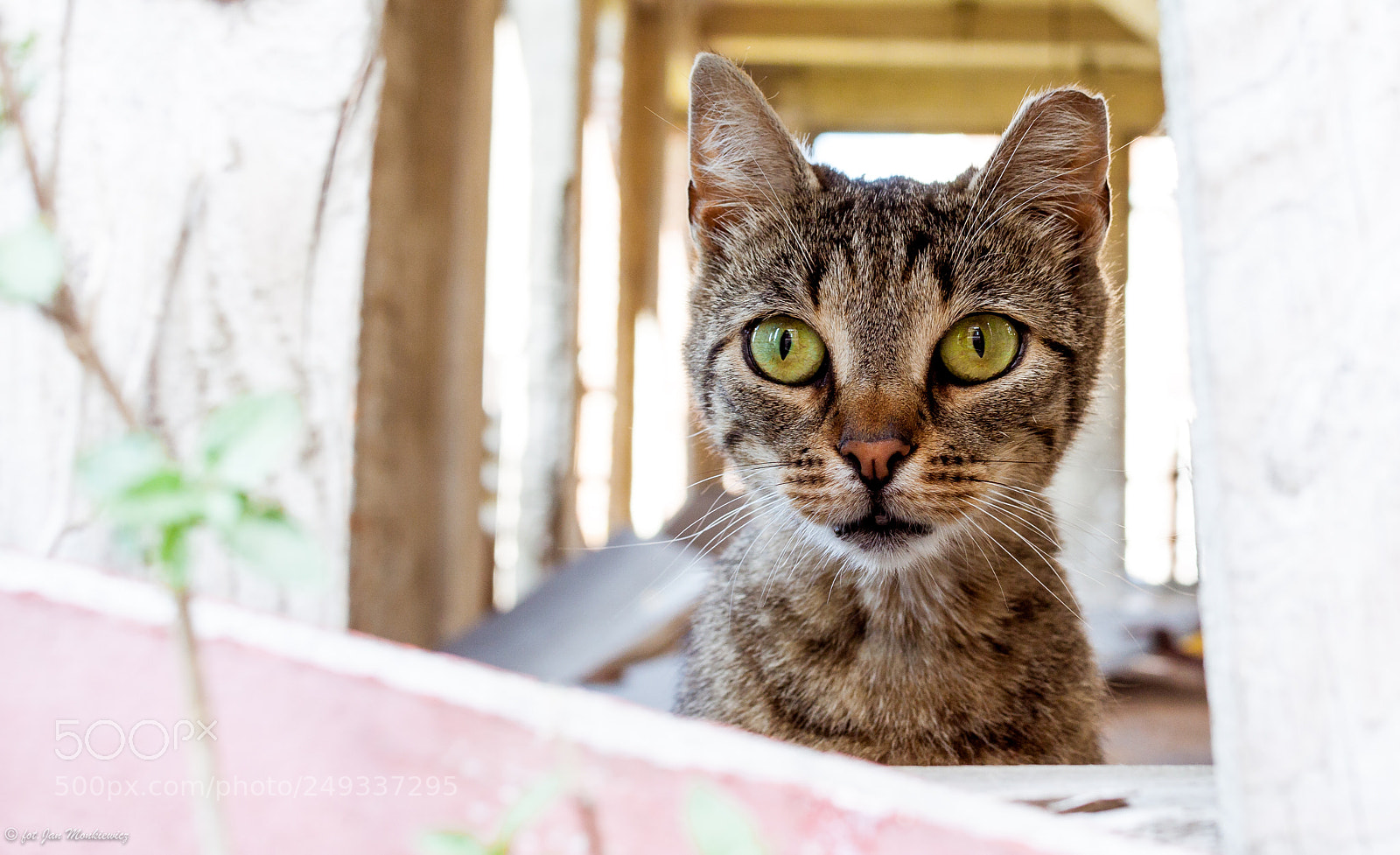 Canon EOS 50D sample photo. Duch photography