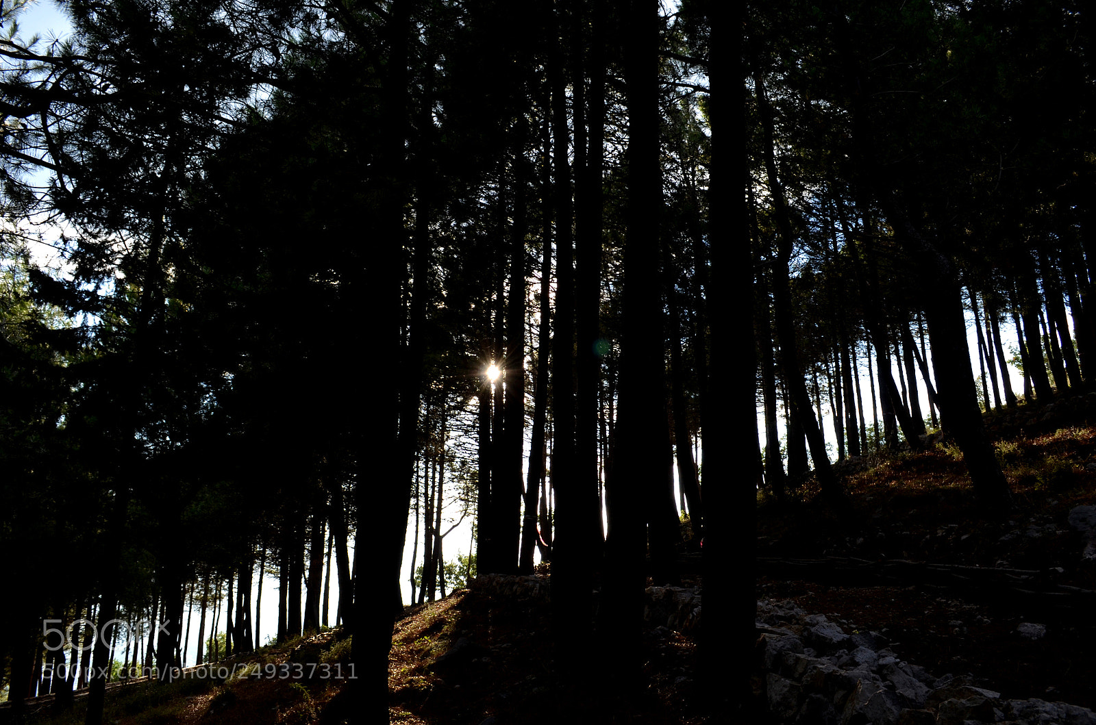 Nikon D5100 sample photo. Slanting light photography