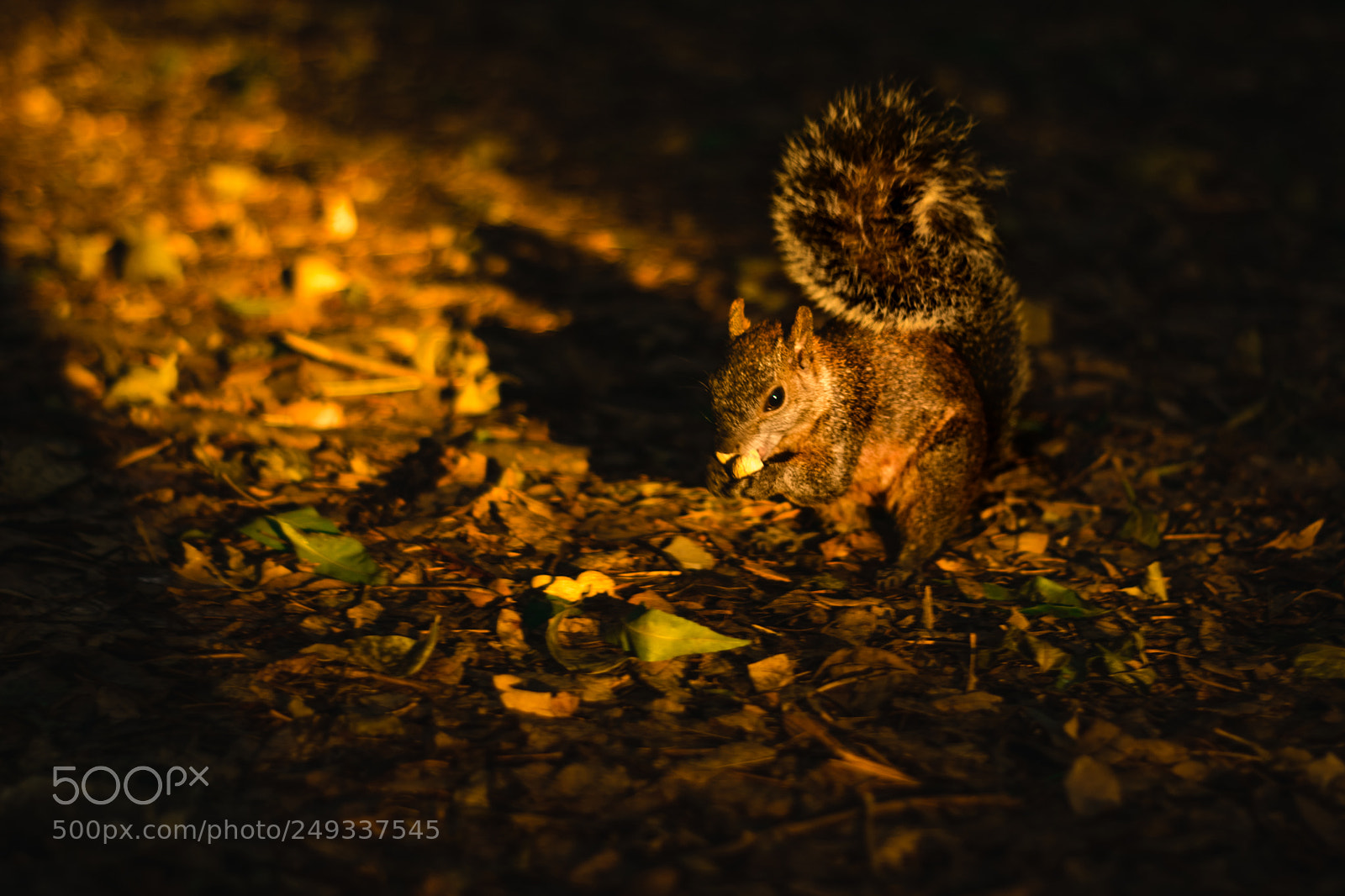 Nikon D3400 sample photo. Squirel and light photography