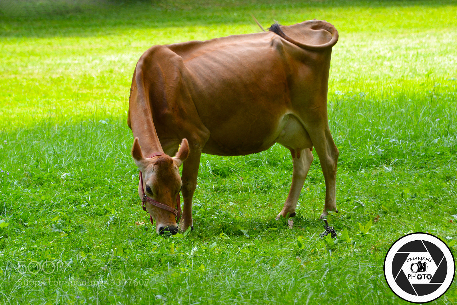 Nikon D3100 sample photo. Cow photography