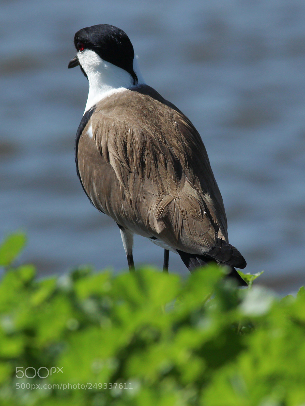 Canon EOS 700D (EOS Rebel T5i / EOS Kiss X7i) sample photo. Spur-winged lapwing photography