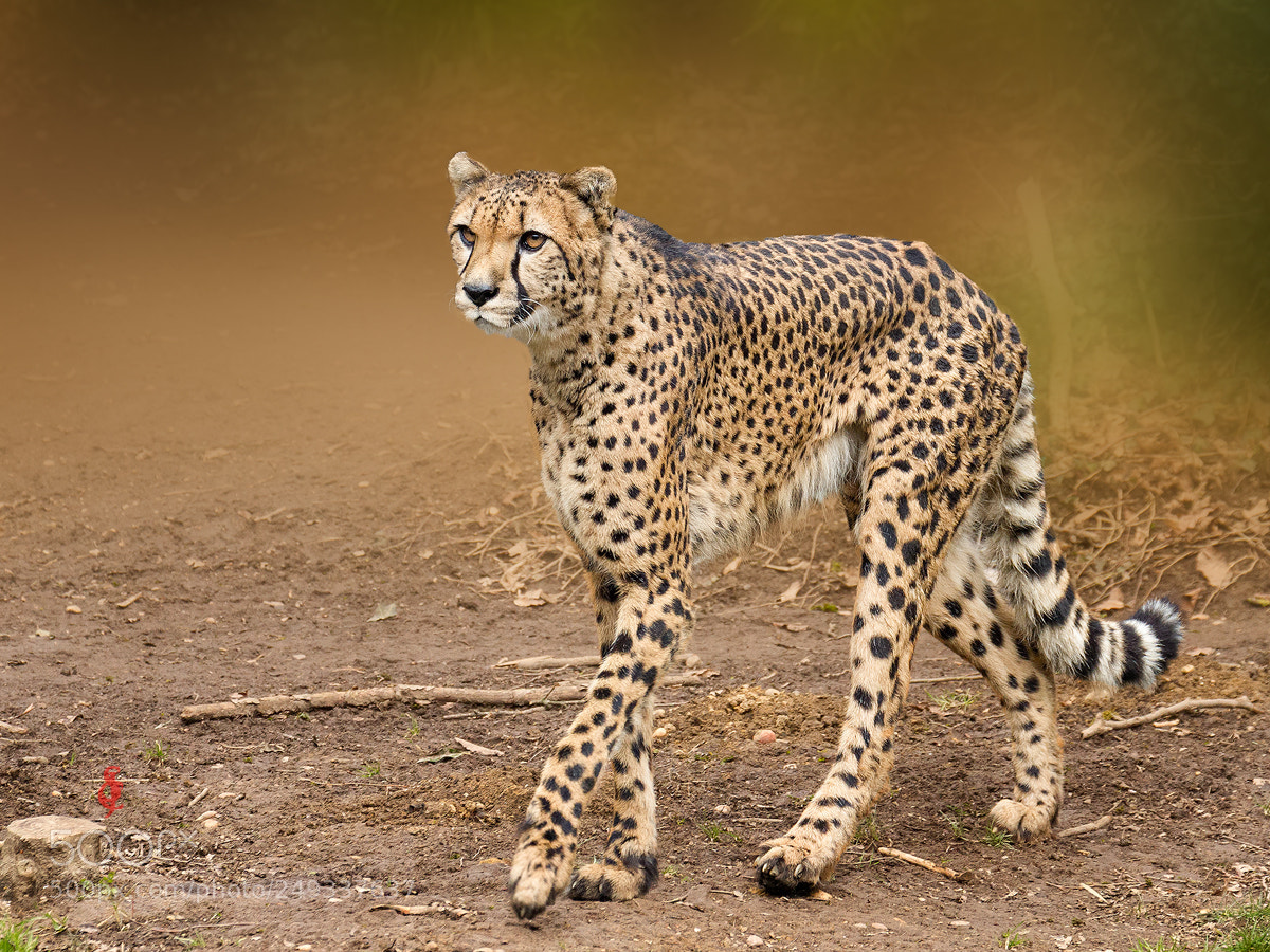 Canon EOS 7D sample photo. Cheetah (acinonyx jubatus) photography