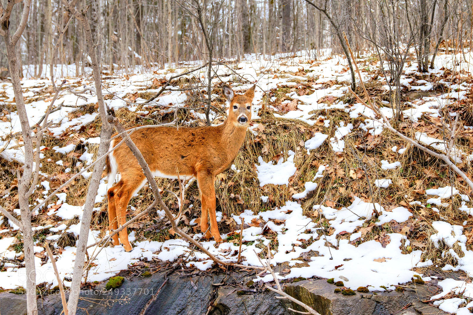 Nikon D610 sample photo. Here's looking at you photography