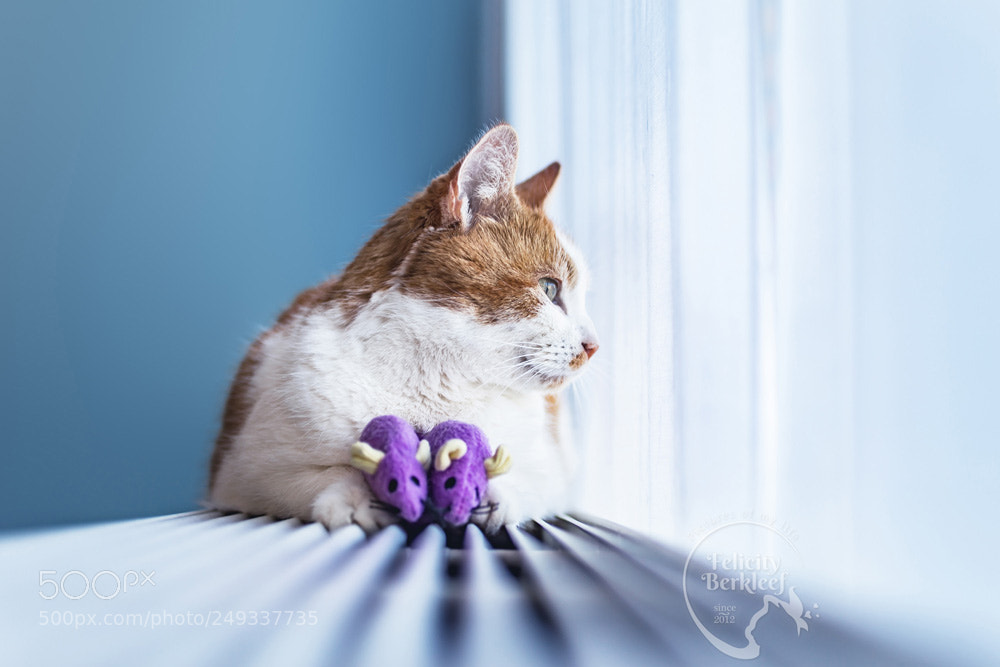 Canon EOS 6D sample photo. A cat & his mice photography