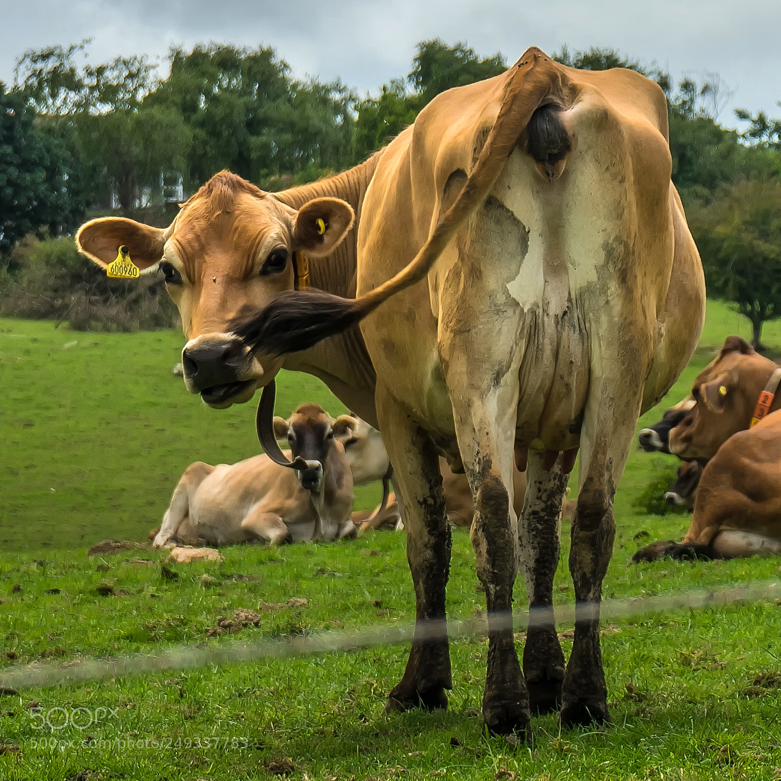 Sony a7 sample photo. 'what'you looking at?' photography