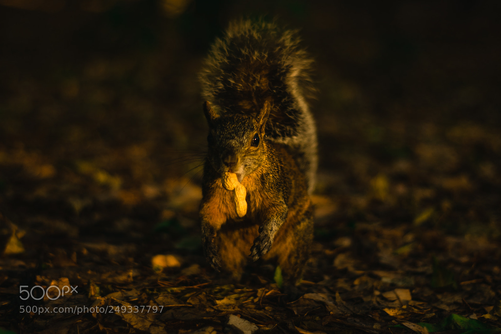 Nikon D3400 sample photo. Nuts and squirrel photography