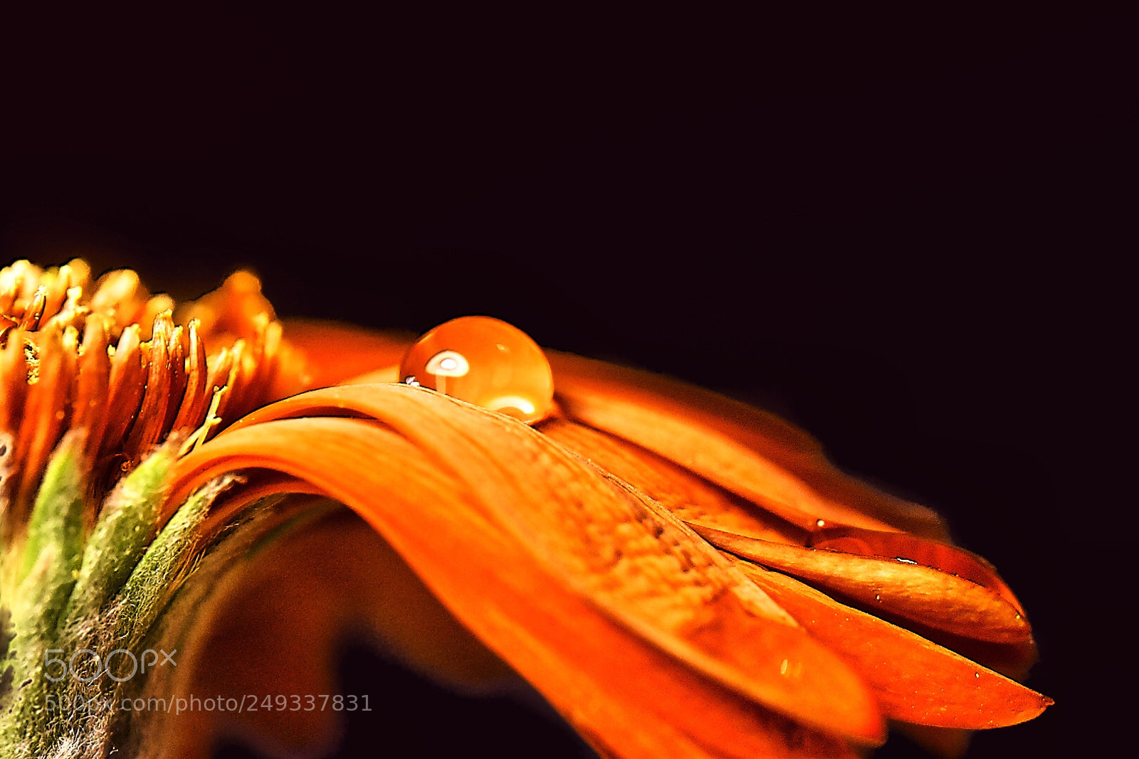 Nikon D5600 sample photo. Orange gerbera photography