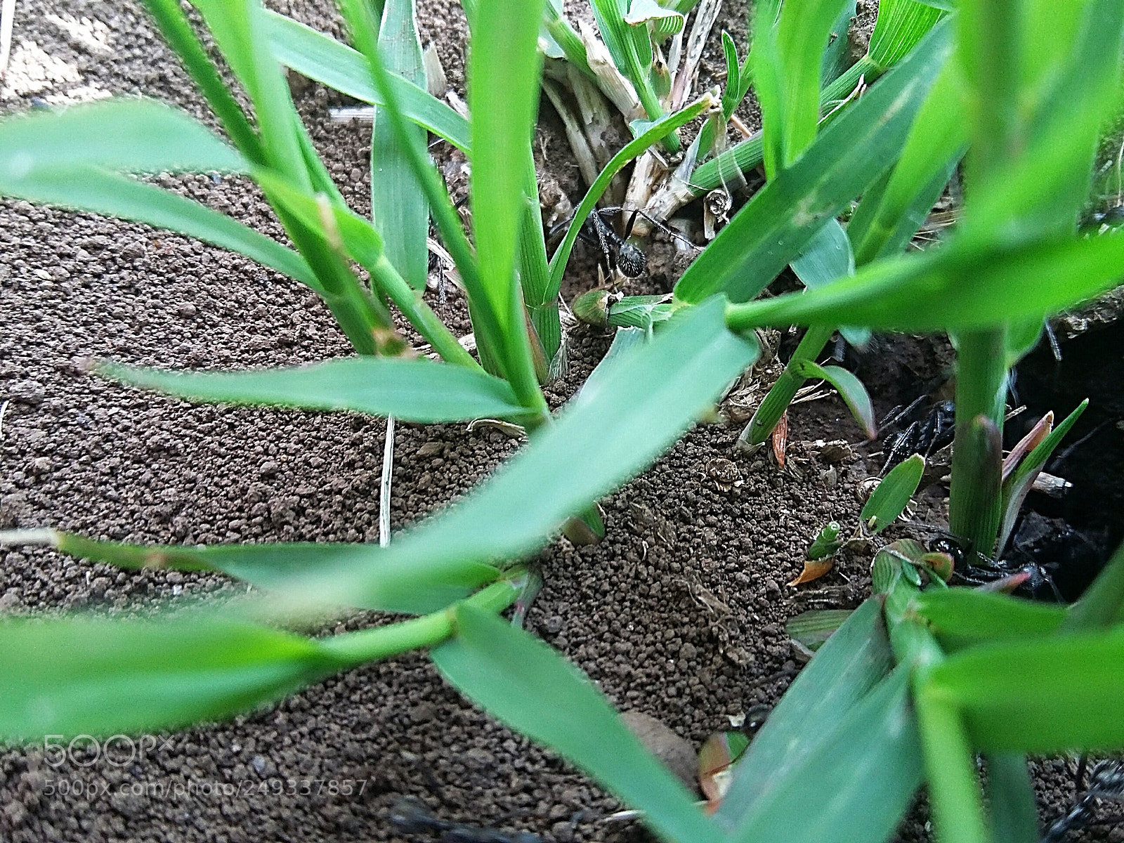 Samsung Galaxy Grand Prime sample photo. Anthill in sicilian countryside photography
