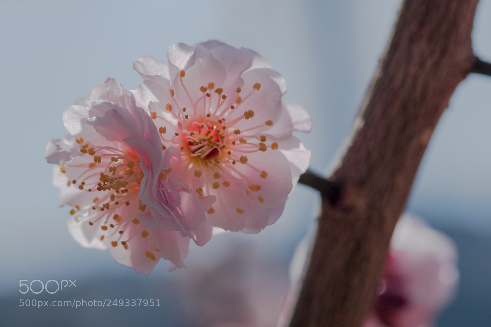 Pentax K-1 sample photo. Ume photography