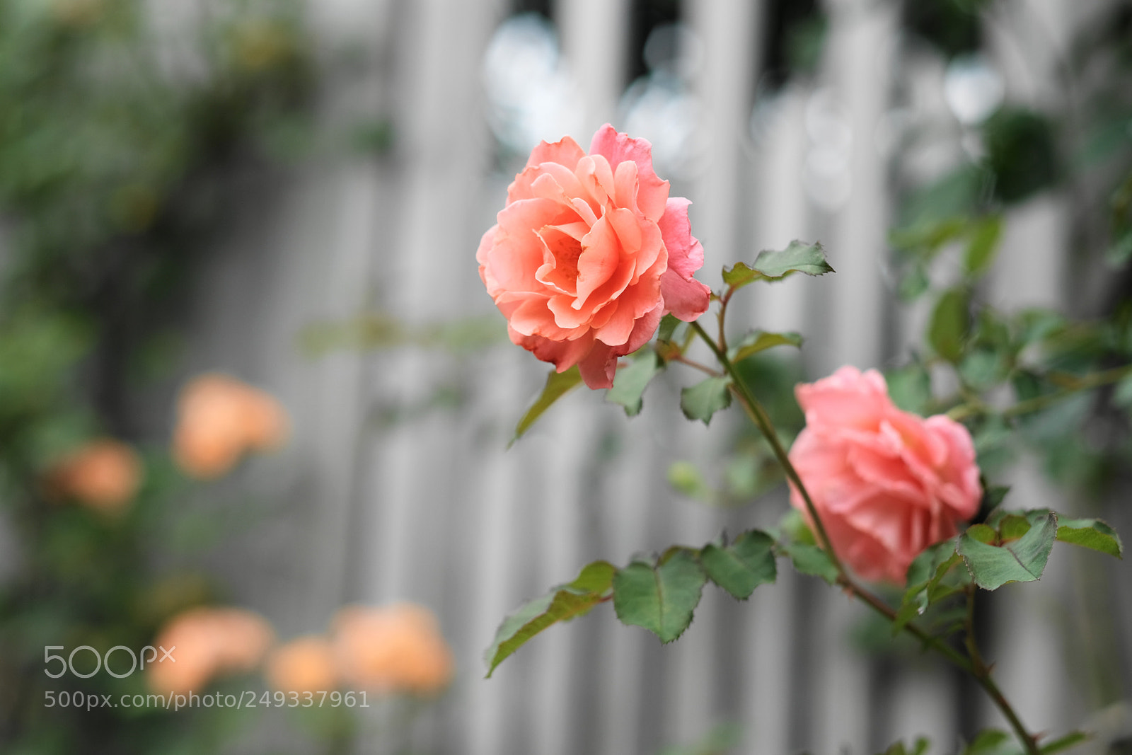 Fujifilm X-Pro2 sample photo. Untitled photography