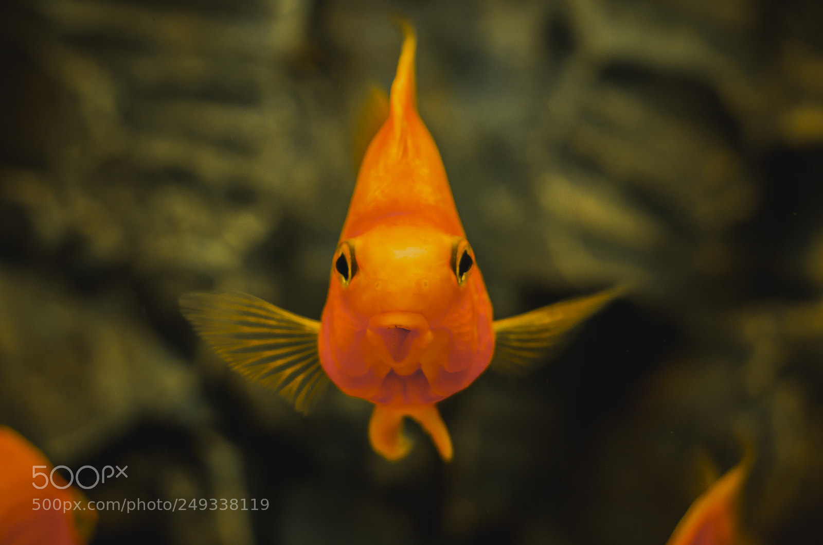 Nikon D3200 sample photo. I've found nemo! photography