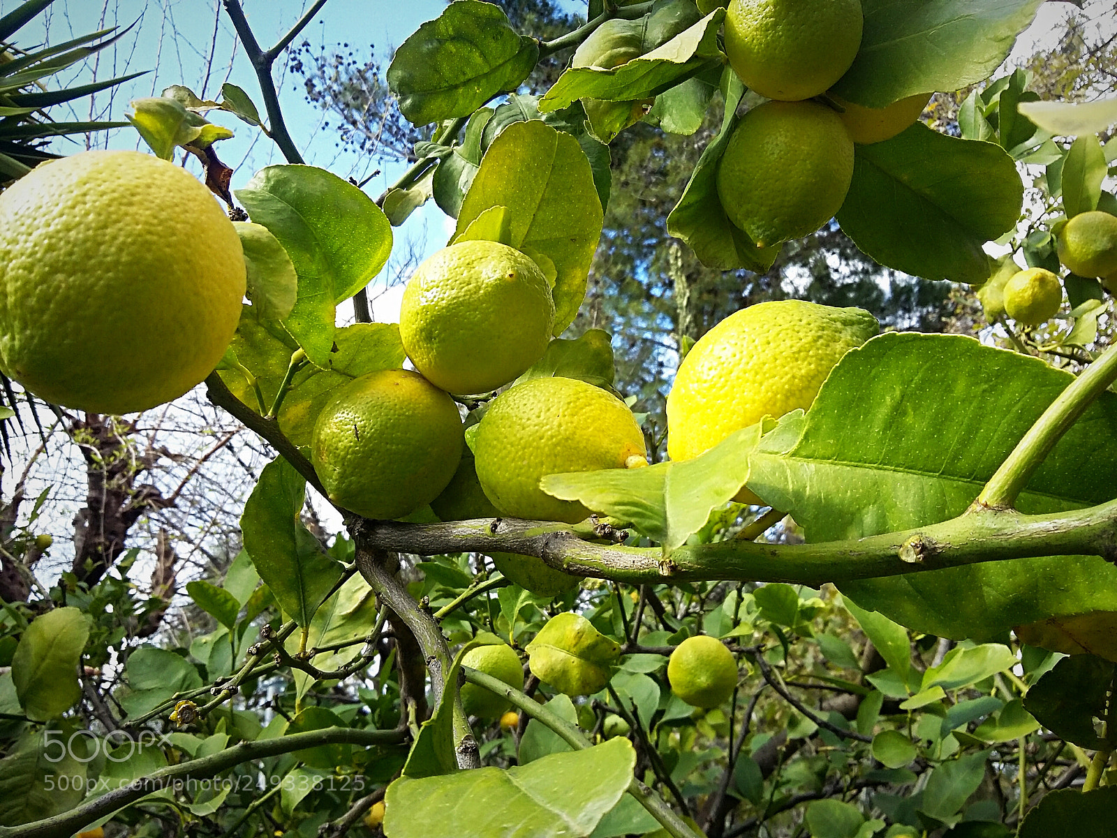 Samsung Galaxy Grand Prime sample photo. Lemons in the countryside photography