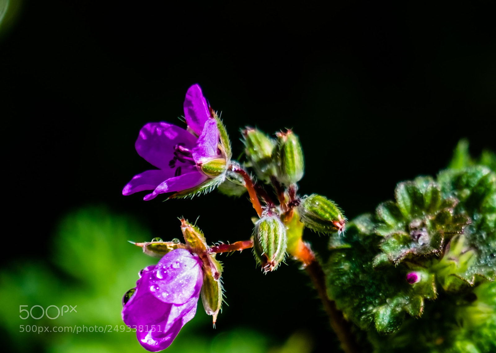 Fujifilm X-E2 sample photo. Spring alive photography