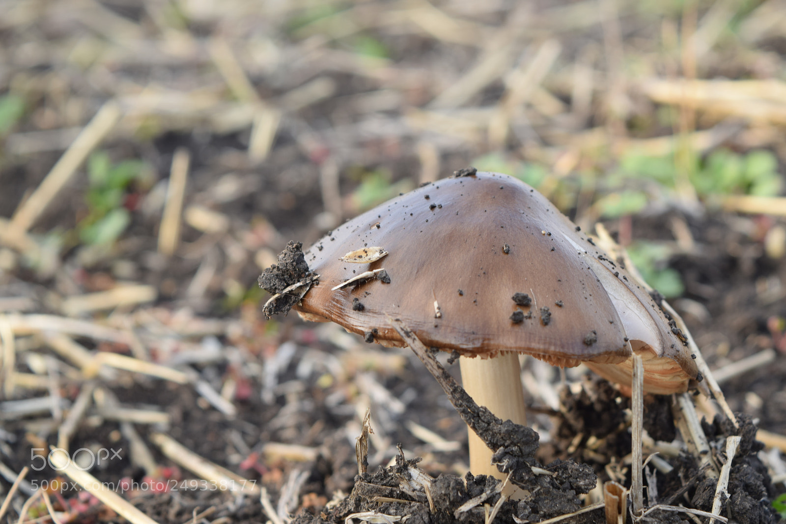 Nikon D3300 sample photo. A lonely mushroom photography