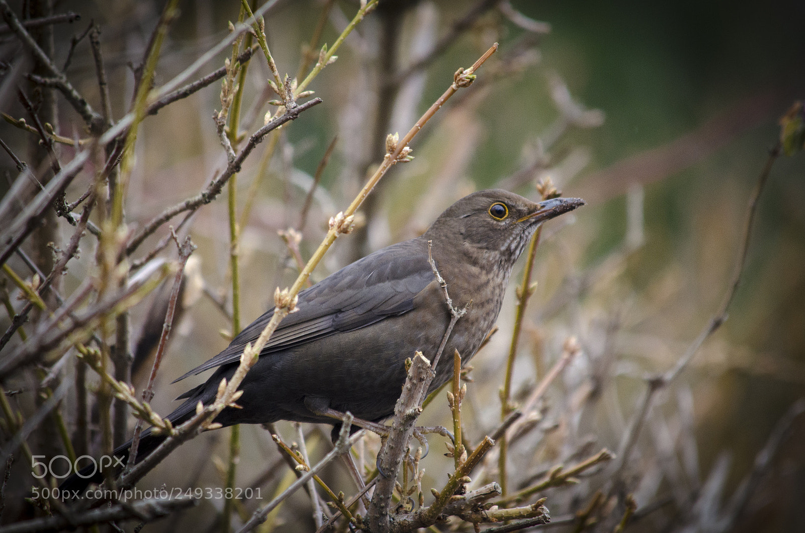 Nikon D5100 sample photo. Hiding in the bush photography
