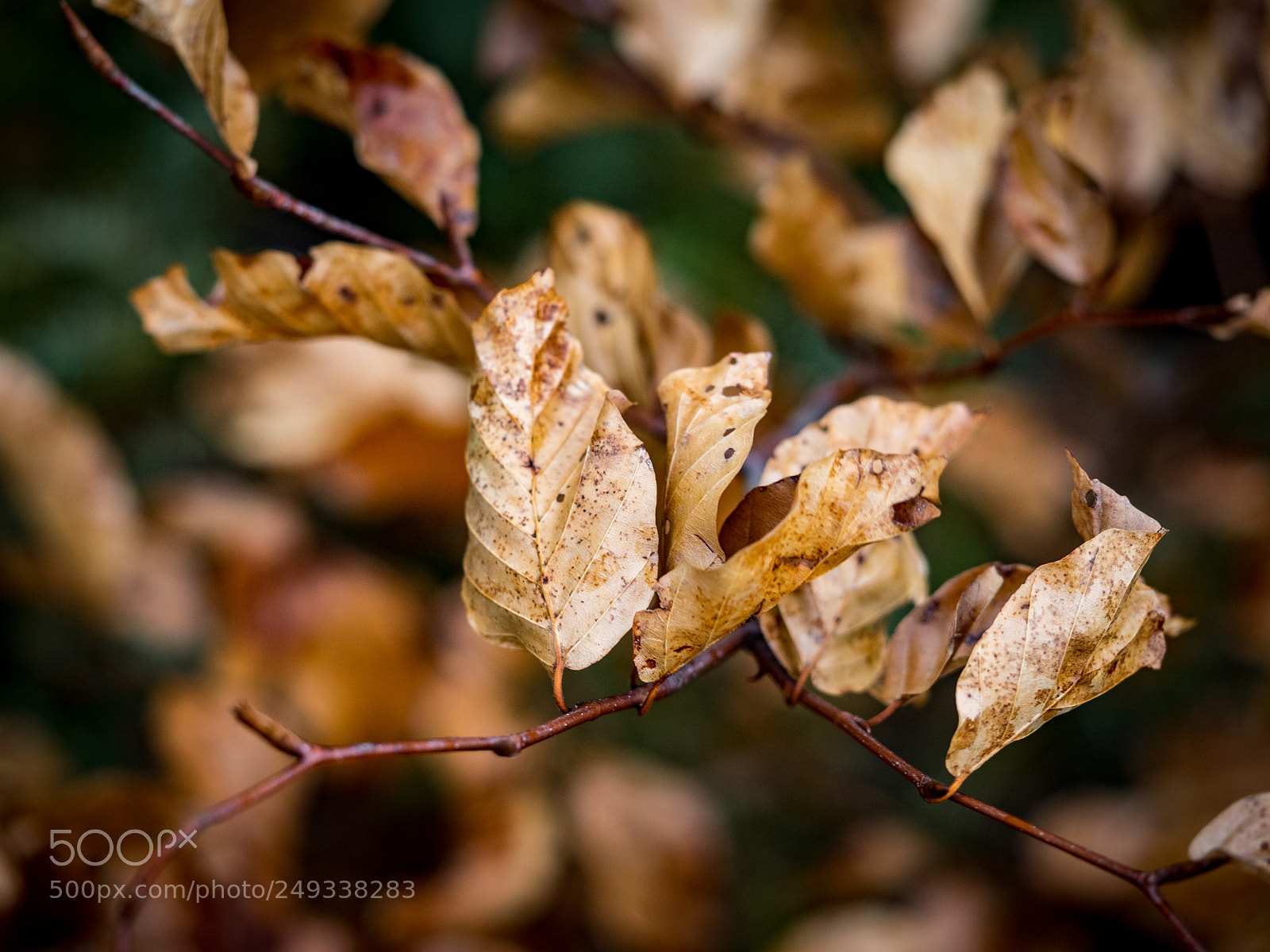 Olympus OM-D E-M1 sample photo. Autumn leaves in spring photography