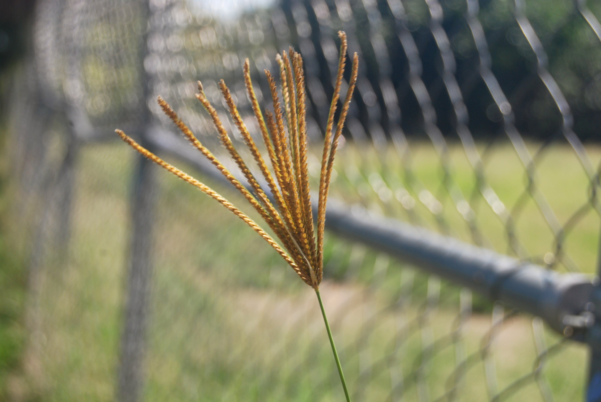 Nikon D40X sample photo. Core photography