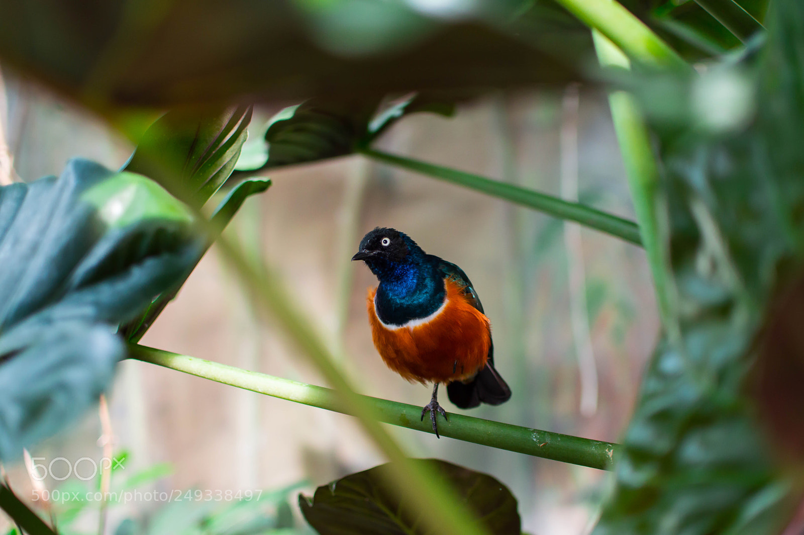 Nikon D3200 sample photo. Bird between leaves photography