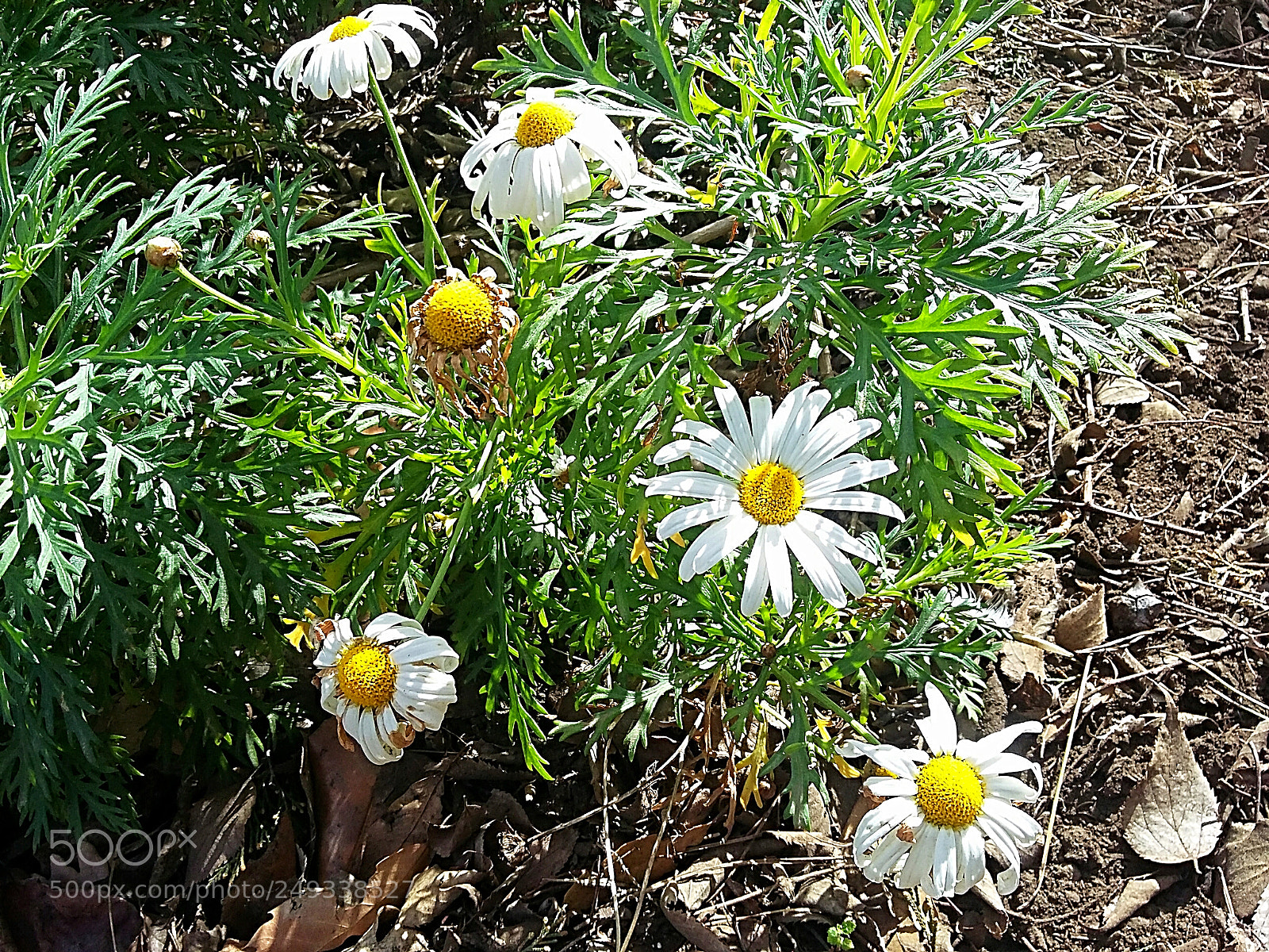 Samsung Galaxy Grand Prime sample photo. Field daisies photography