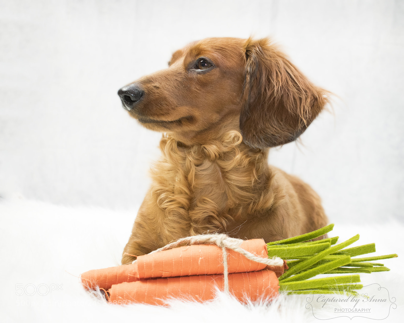 Nikon D3400 sample photo. Carrot top! photography