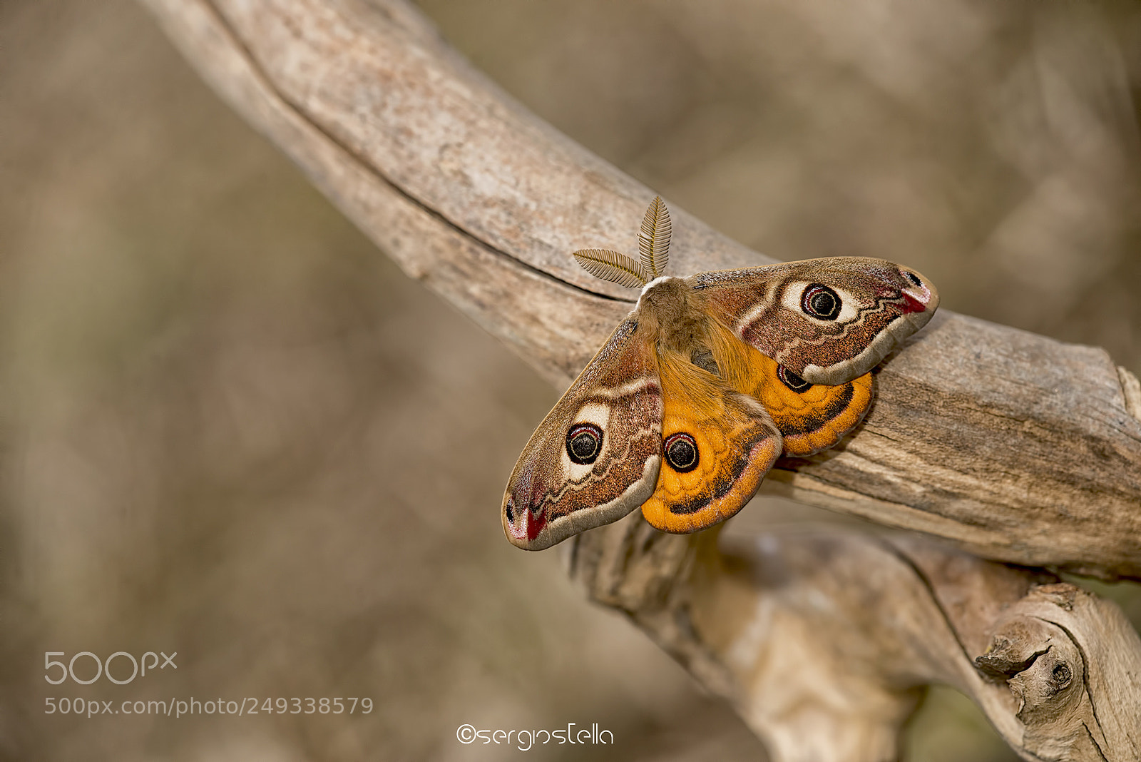 Nikon D610 sample photo. Saturnia pavoniella male_____ photography